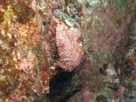 34 Cave Oyster ( )  IMG 2217.JPG